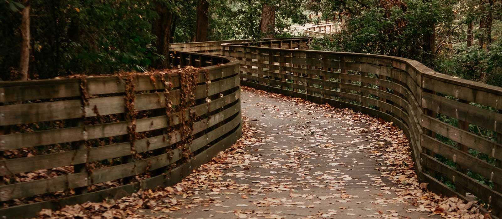 a bridge on the T R E C trail